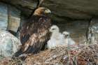 Golden eagle parent watches over young chicks in the nest, Alaska Botanical Print